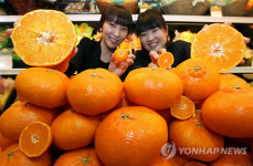 이색 감귤 레드향 맛보세요