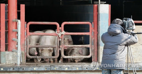 이제 숨통이 트입니다..충주 앙성 가축수매