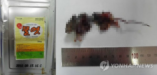 "죽은 쥐 들어간 물엿 유통"