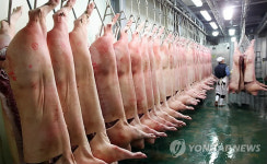 구제역 여파 경남 돼지 몸값 껑충