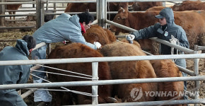 최다 한우산지 상주서 구제역 발생(종합)