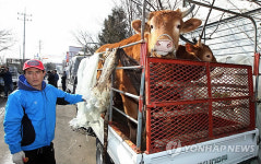 <르포> 구제역에 마비된 김해지역 축산물공판장