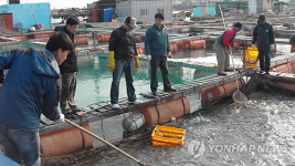 혹한, 끄덕 없어요..송어양식 눈길