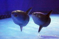 부산아쿠아리움 개복치 수족관 반입 50일 넘겨