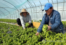 서산 친환경 상추 수확 한창