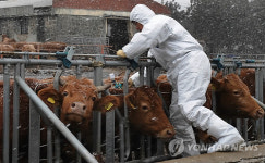 제주서도 구제역 예방백신 접종 시작