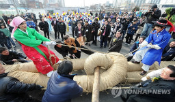 풍년 기원하는 전통 줄다리기 코잡이놀이