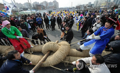 풍년 기원하는 전통 줄다리기 코잡이놀이