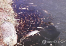 안산 화랑저수지서 물고기 떼죽음