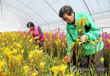서산 캥거루꽃 출하 한창