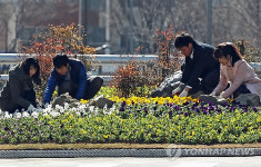 거리화단에 봄꽃이 활짝