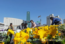거리의 봄맞이