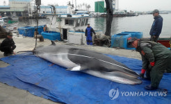동해서 발견된 죽은 밍크고래