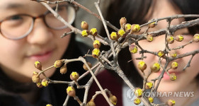 봄 소식 궁금한 산수유 꽃 속살