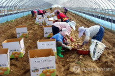 부안서 하우스 감자 첫 수확