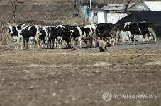 구제역 수그러드나..전국 축산농가 재기 움직임