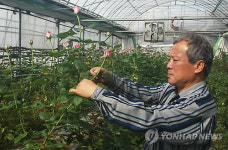  장미값 폭락에 진천 화훼농민들 한숨
