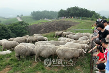 대관령 고원 관광목장 인기..지난해 100만명