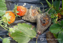 충남도 딸기 잿빛곰팡이병 방제기술 개발