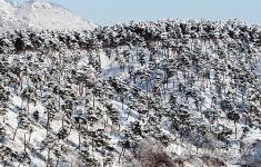 눈옷 입은 소나무