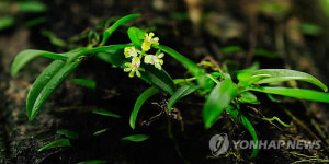 국립수목원, 탐라란 제주도에 복원하기로