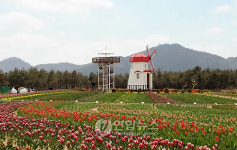 600만송이 황홀경..신안 튤립축제 내달 개막