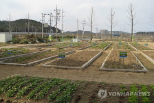 <카메라뉴스> 울진엑스포공원 주말농장 인기