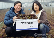 친환경 쌈채소로 연소득 4억여원..충주 김낙문씨