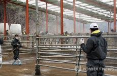 강원농협, 구제역 농장서 가축 재입식 축사청소