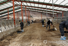 강원농협, 구제역 농장서 가축 재입식 축사청소