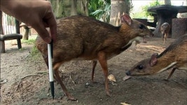 SBS TV 동물농장, 태국 희귀동물 소개