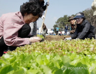 서울시 실버농장, 내가 키운 채소를 밥상으로..