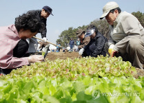 서울시 실버농장, 내가 키운 채소를 밥상으로..