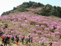 진달래 천지