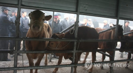 횡성가축시장 구제역 이후 첫 개장