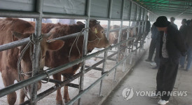 횡성가축시장 구제역 이후 첫 개장..어디 보자