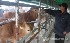 횡성가축시장 구제역 이후 첫 개장..어디 보자