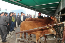 횡성가축시장 구제역 이후 첫 개장