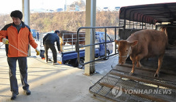 울산 대표 언양가축시장 개장 활기