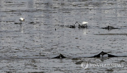 송도 11공구 갯벌의 저어새