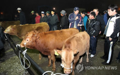 133일만에 다시 문 연 서산 가축시장