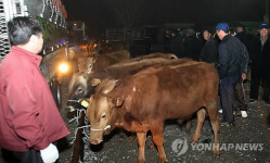 133일만에 다시 문 연 서산 가축시장