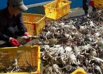 태안에 봄꽃게 돌아왔다