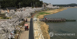 경포호수와 벚꽃
