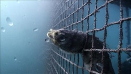 KBS 환경스페셜, 위기의 바다농장 편