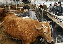 농사도 첨단 컨설팅시대..초음파로 한우 등급 판별