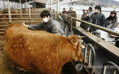 농사도 첨단 컨설팅시대..초음파로 한우 등급 판별