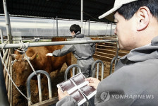 농사도 첨단 컨설팅시대..초음파로 한우 등급 판별