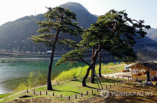 정선 조양강변 녹송