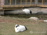 中동북 새들의 낙원 냐오다오에 봄 성큼